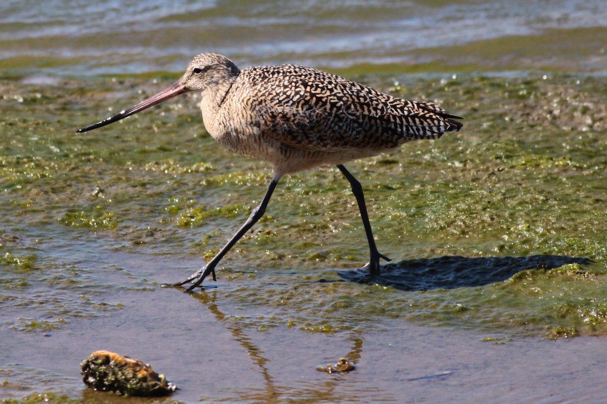 Marbled Godwit - ML72666311