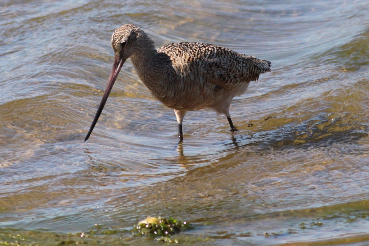 Marbled Godwit - ML72666321