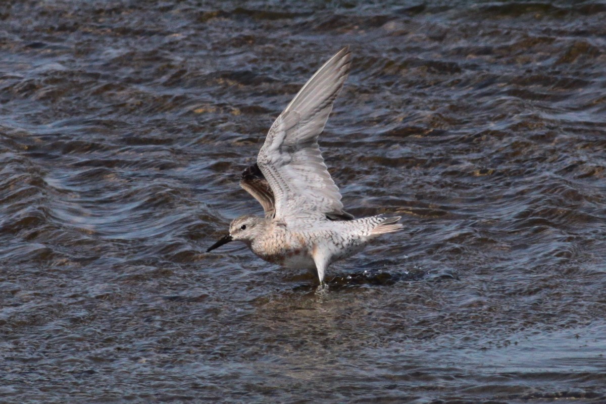 Red Knot - ML72666421