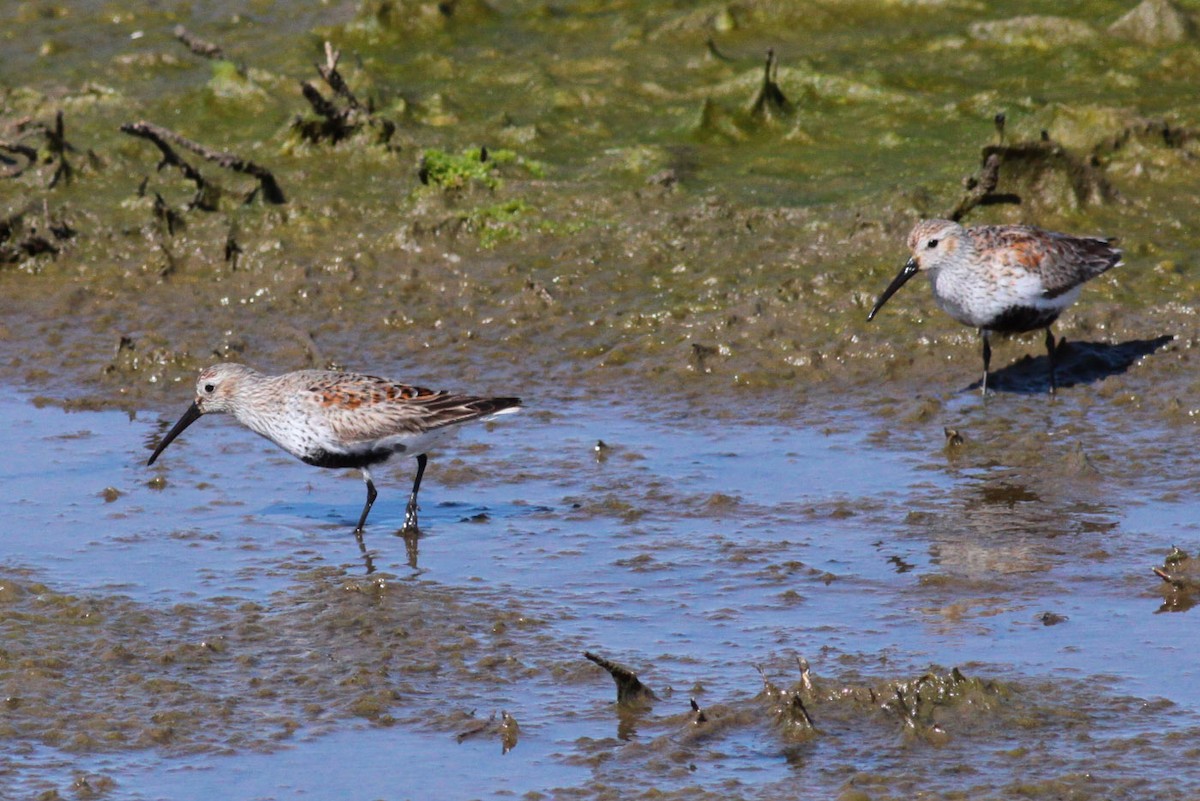 Dunlin - ML72666481