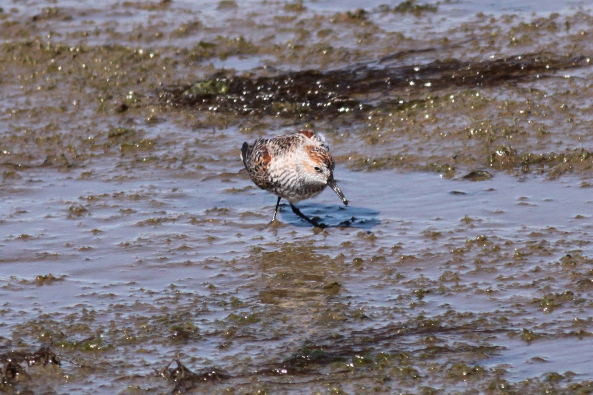 Western Sandpiper - ML72666491