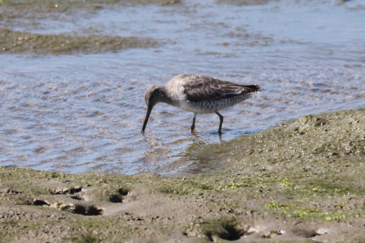 Short-billed Dowitcher - ML72666531