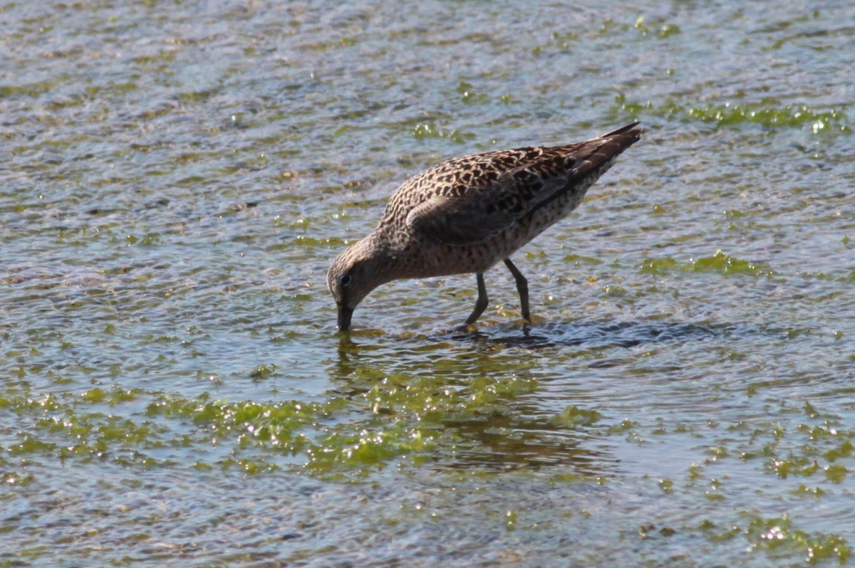 Short-billed Dowitcher - ML72666541