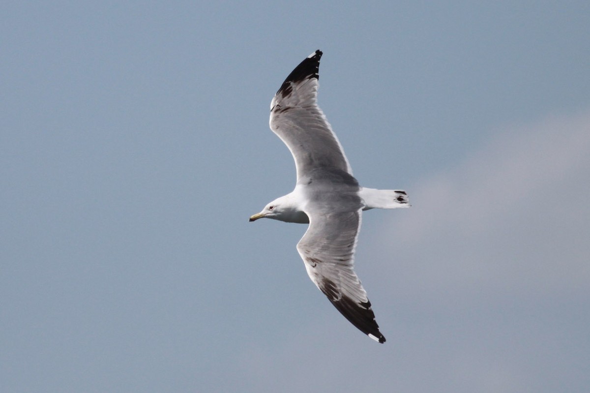 California Gull - ML72666581