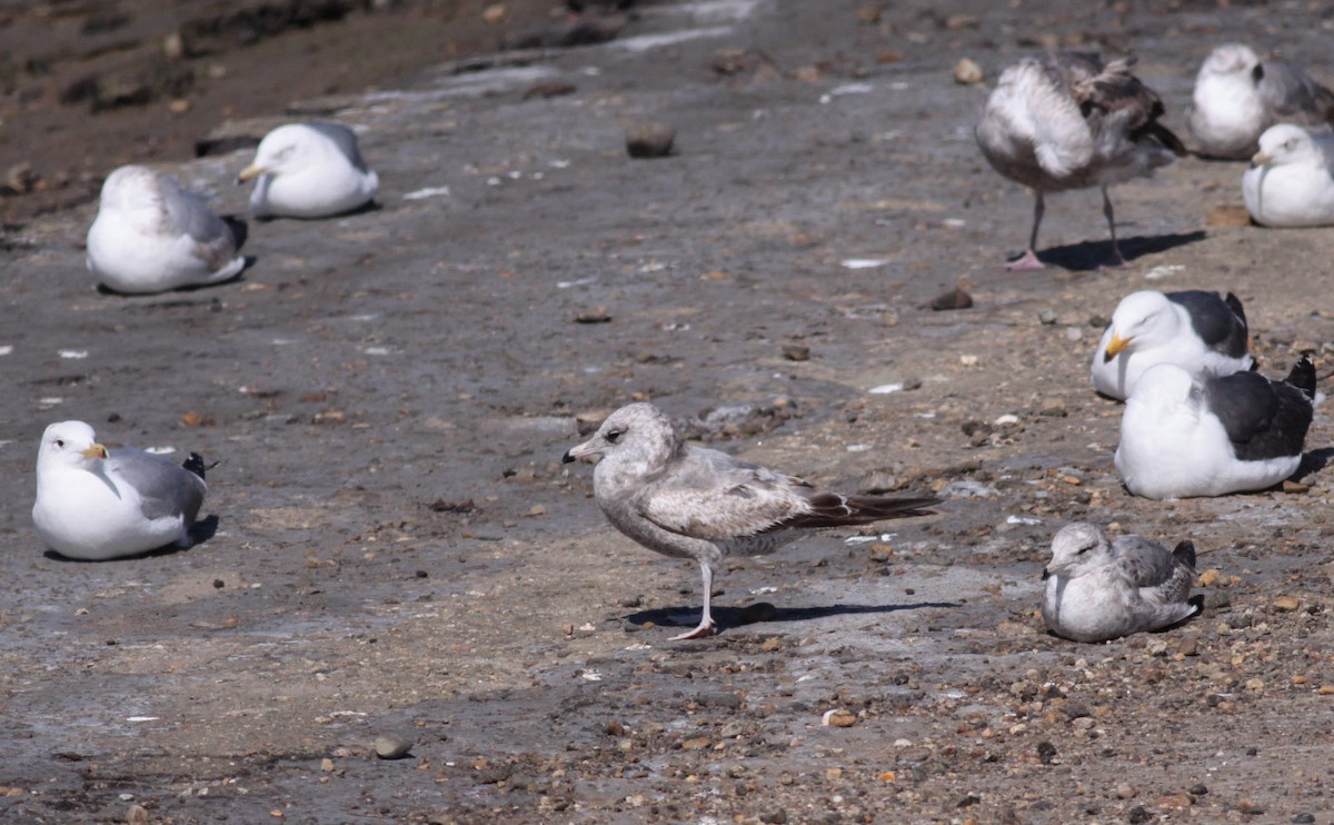 California Gull - ML72666591