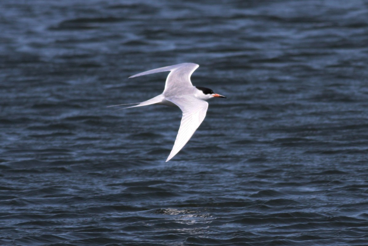 Forster's Tern - ML72666711