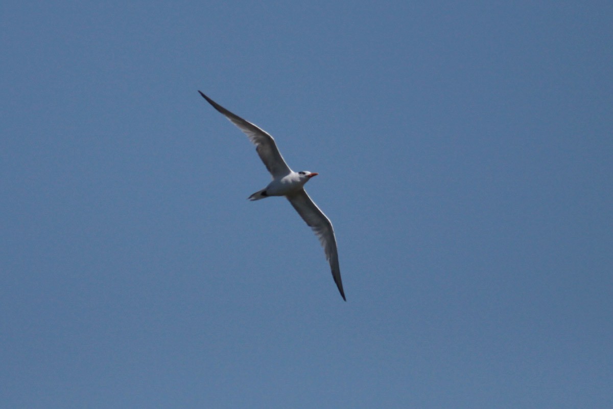 Royal Tern - ML72666741