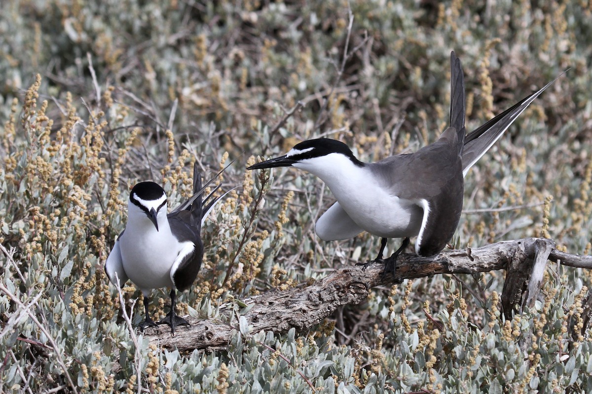 Bridled Tern - Margot Oorebeek