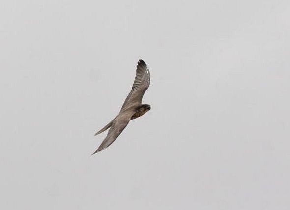Laggar Falcon - Bird Explorers