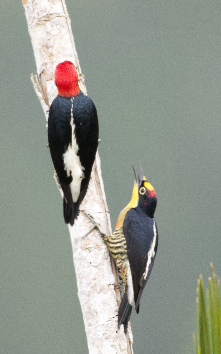 Yellow-fronted Woodpecker - Priscila Couto