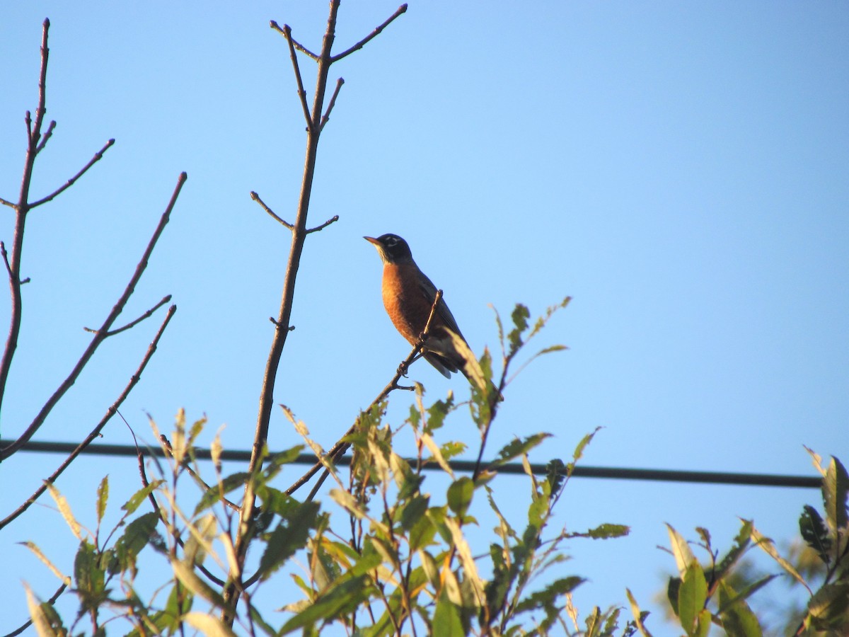 American Robin - ML72670421