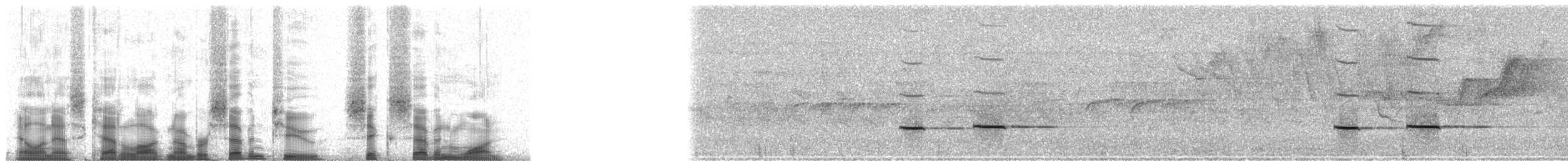 Striped Cuckoo - ML72671