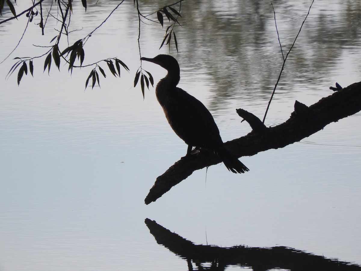 Double-crested Cormorant - ML72671041