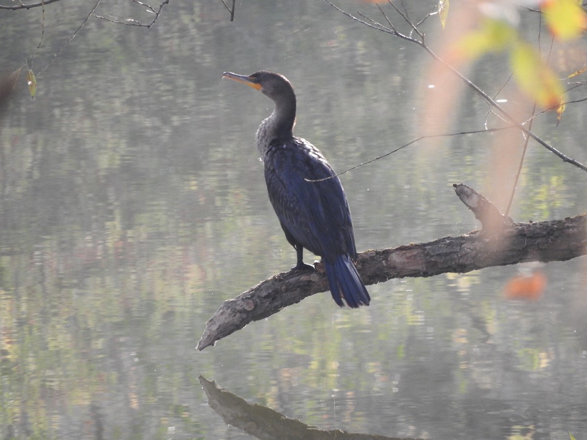 Double-crested Cormorant - ML72671051