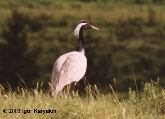 Demoiselle Crane - Igor Karyakin