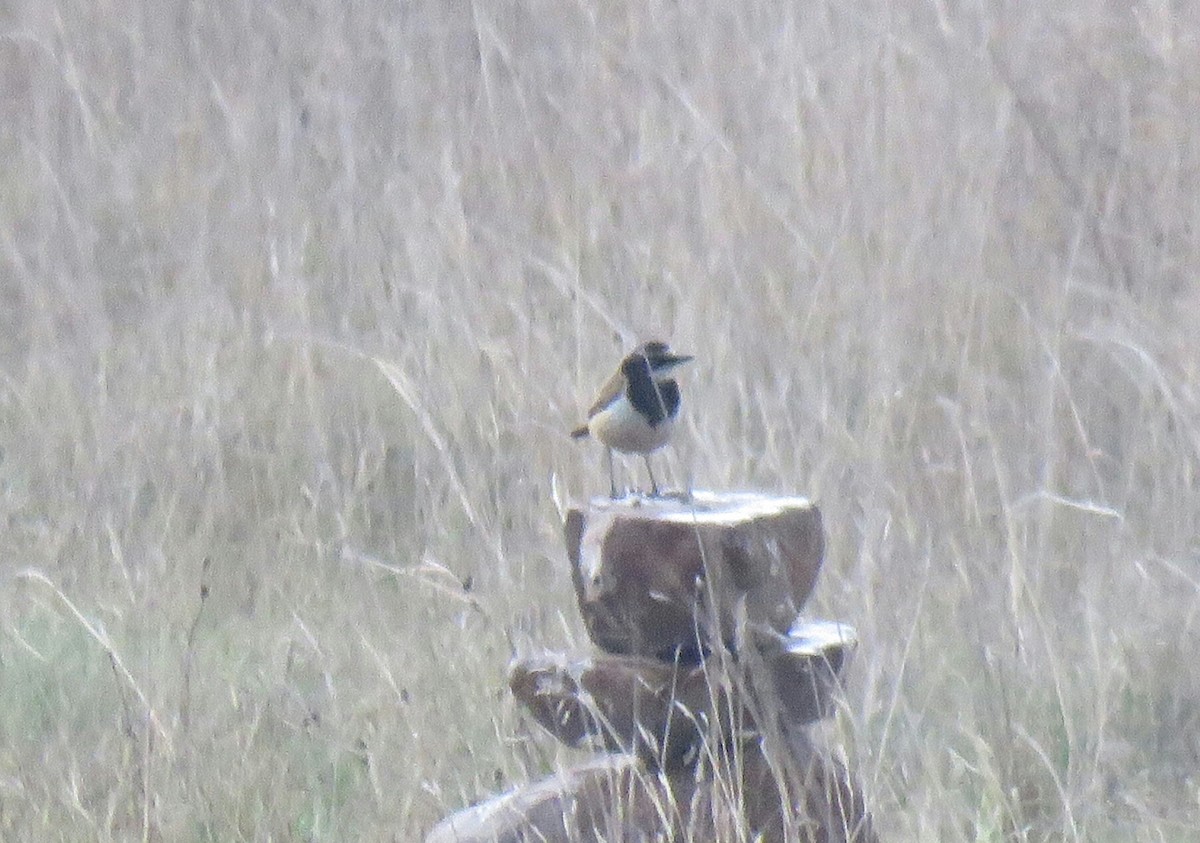 Capped Wheatear - ML72671691