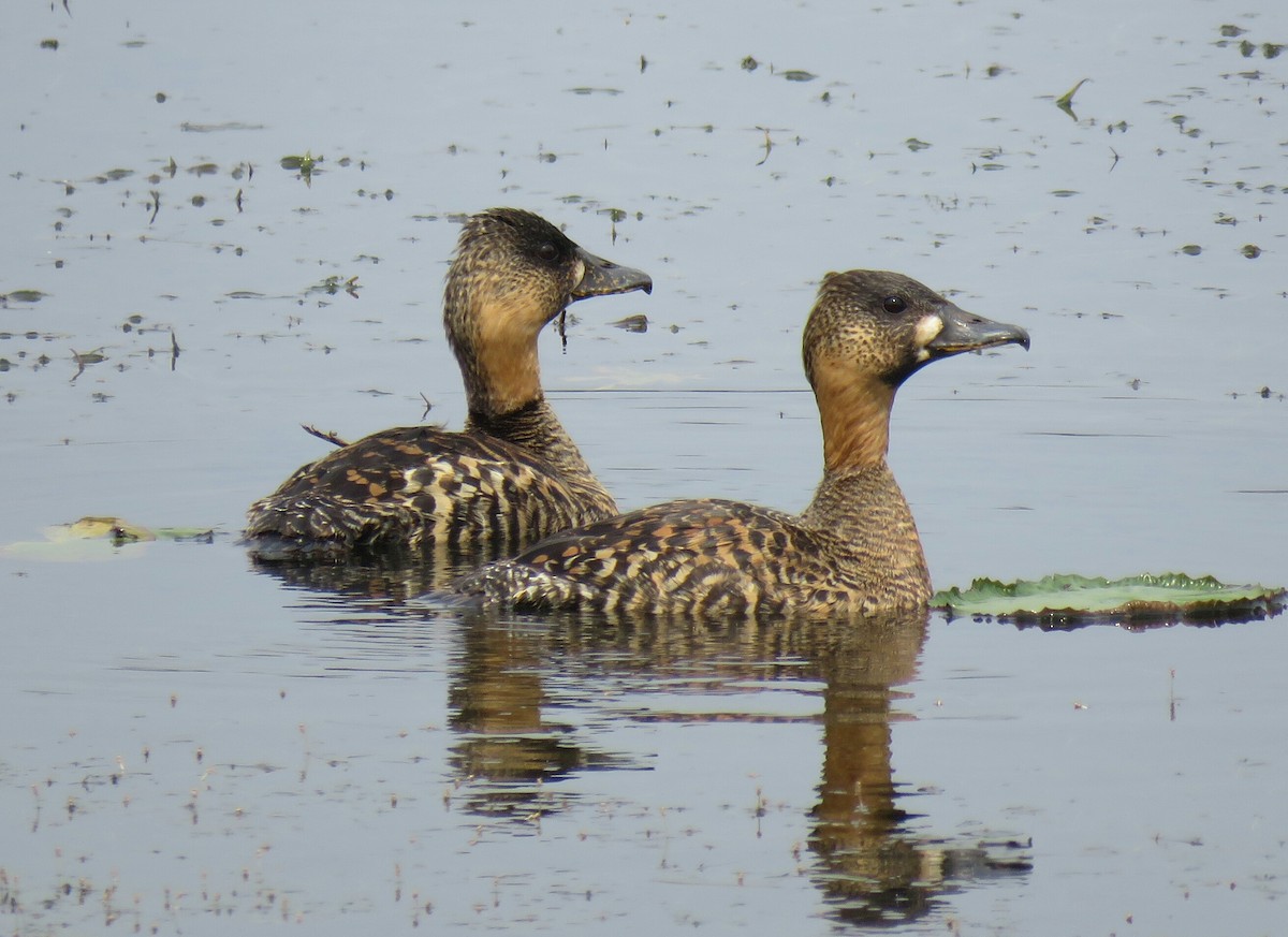 White-backed Duck - ML72672681