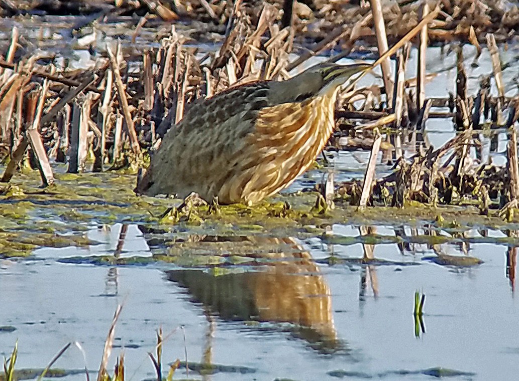 American Bittern - ML72672771