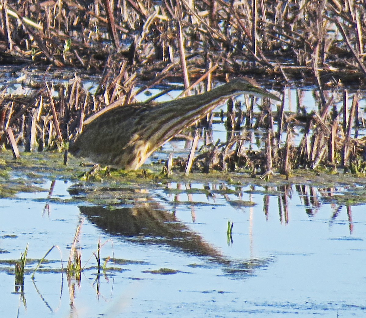 American Bittern - ML72673031