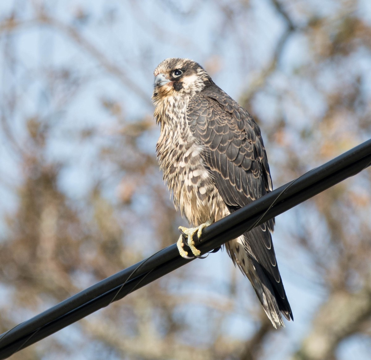 Peregrine Falcon - Sarah Devlin