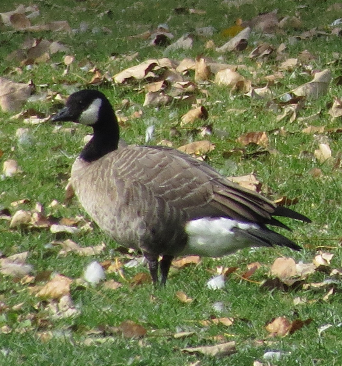 Cackling Goose - ML72673841