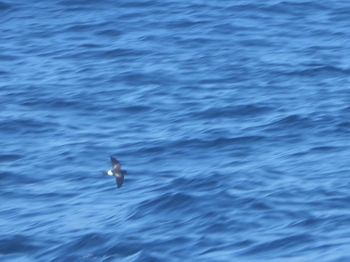 黃蹼洋海燕 - ML72674331