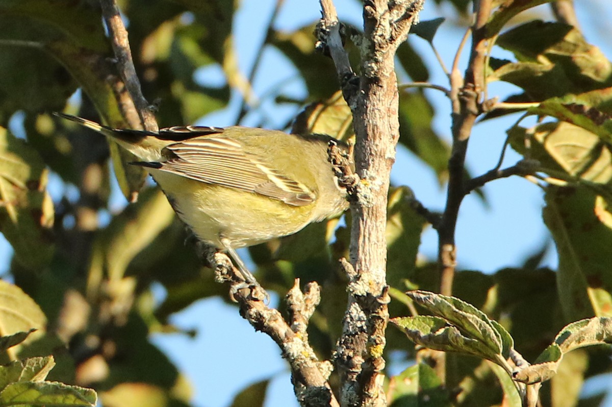 Cassin's Vireo - ML72675871