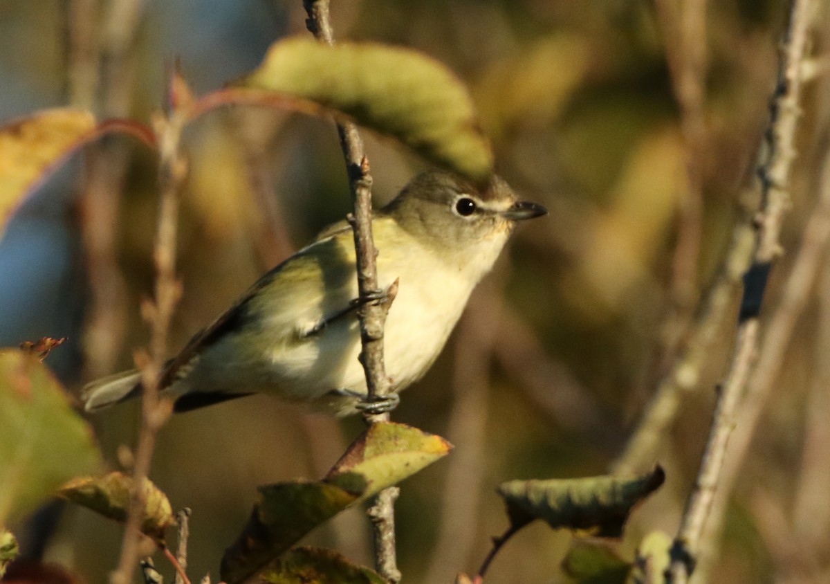 Cassin's Vireo - ML72675891