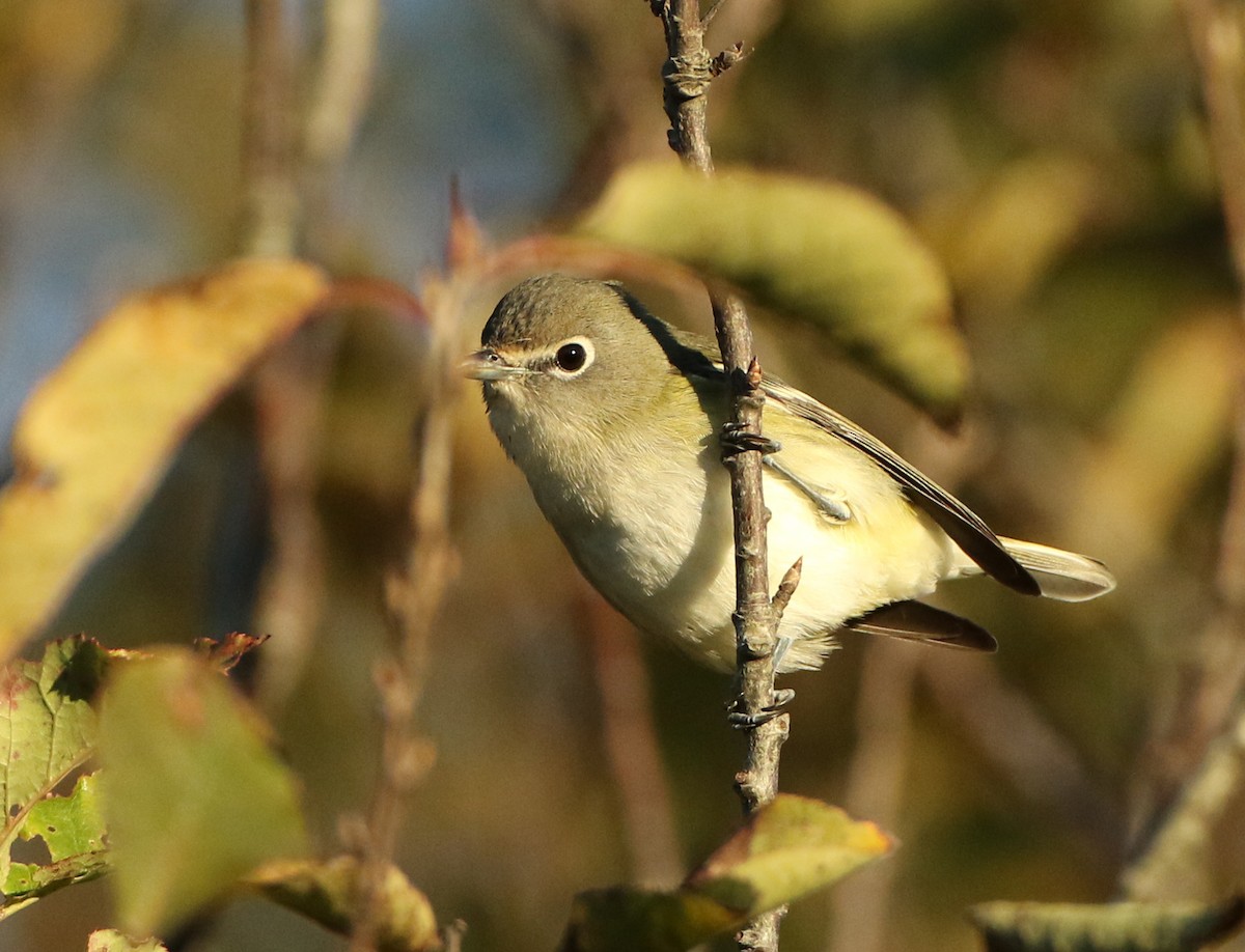 Cassin's Vireo - ML72675931