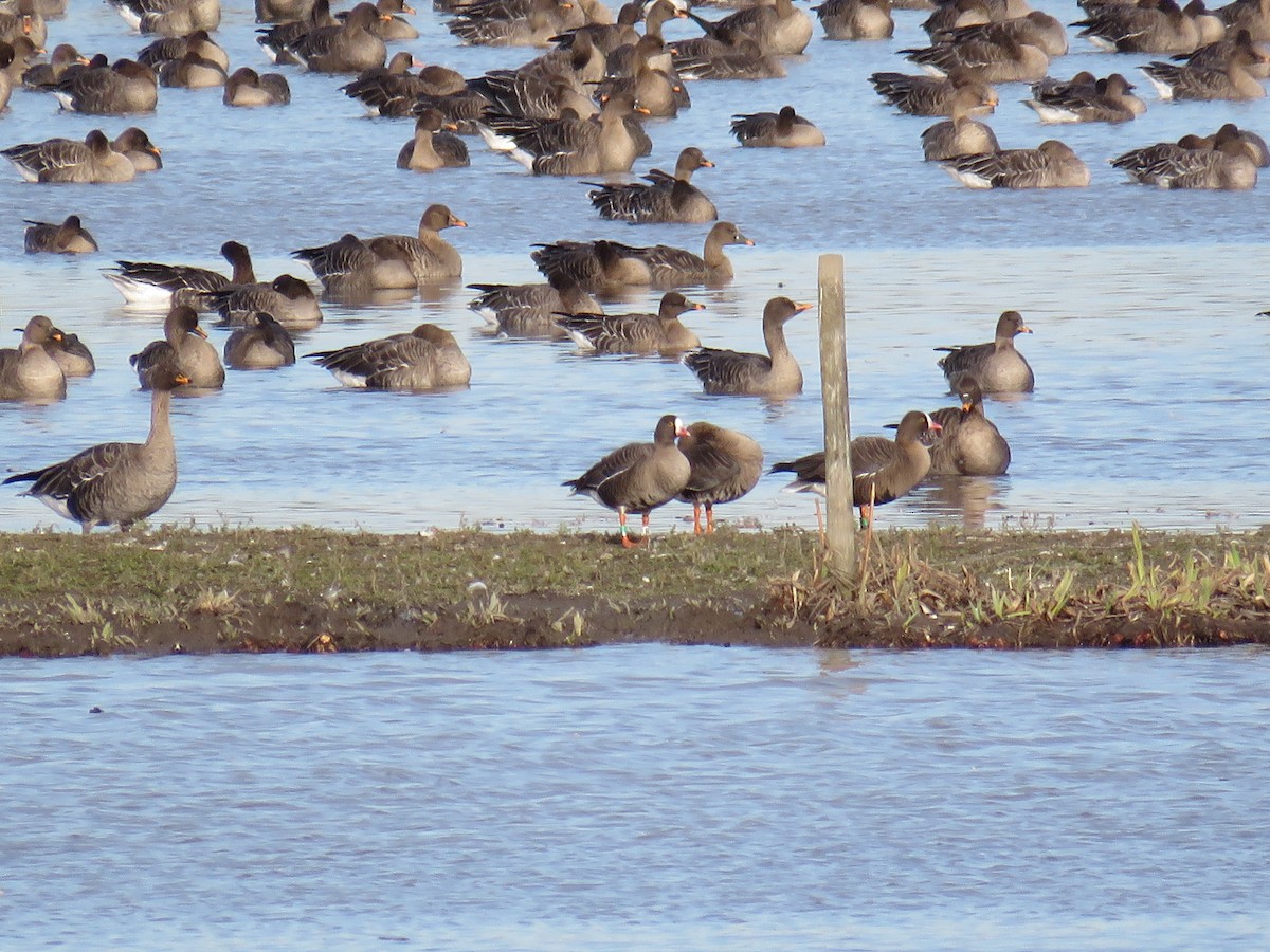 Lesser White-fronted Goose - Örjan Sjögren