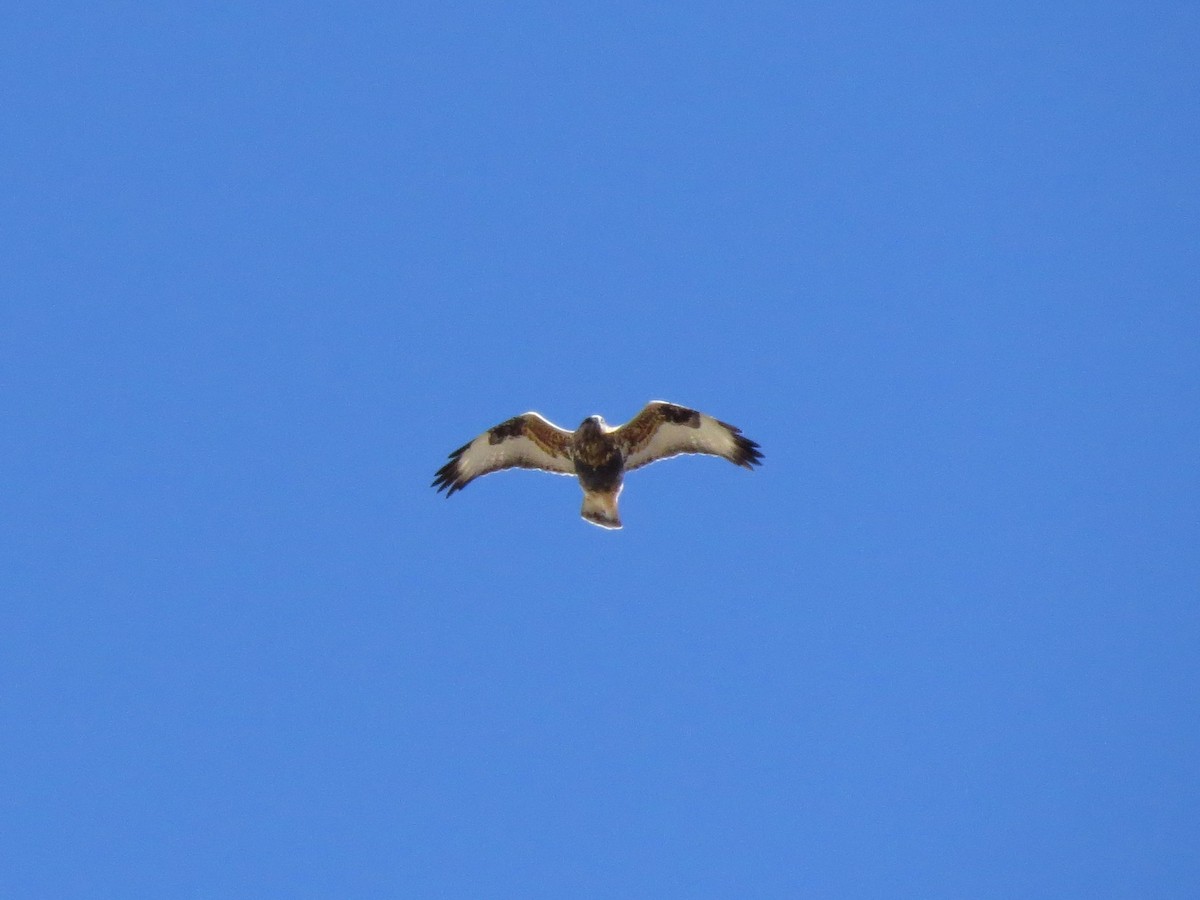 Rough-legged Hawk - ML72677011