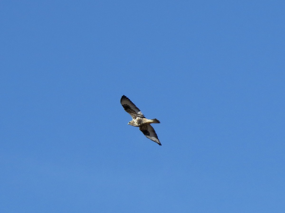 Rough-legged Hawk - ML72677021