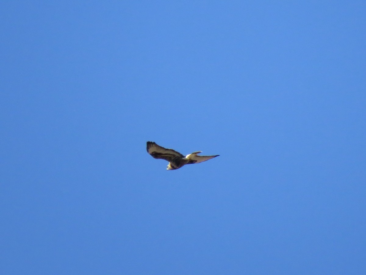 Rough-legged Hawk - ML72677041