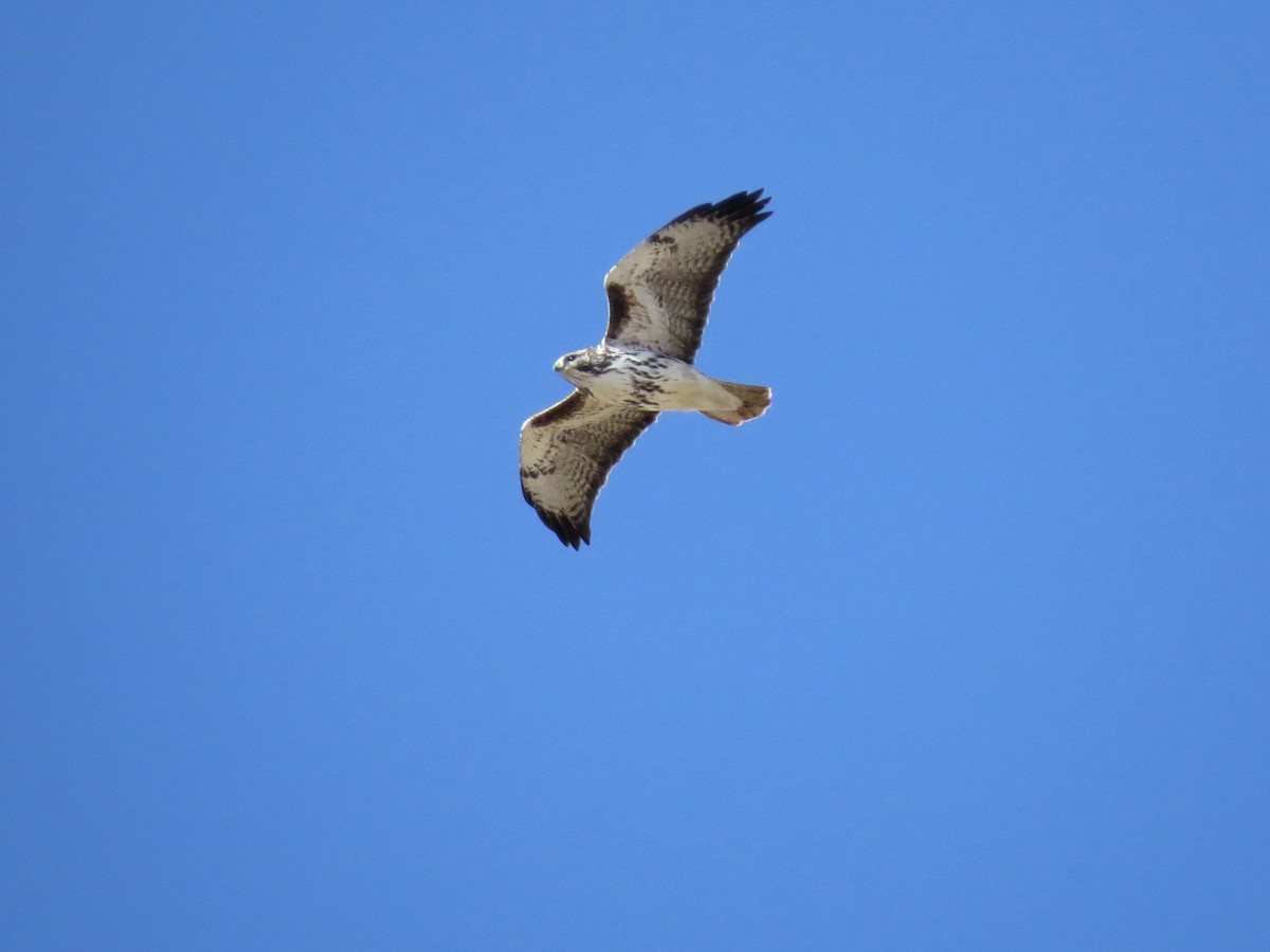 Red-tailed Hawk - ML72677161