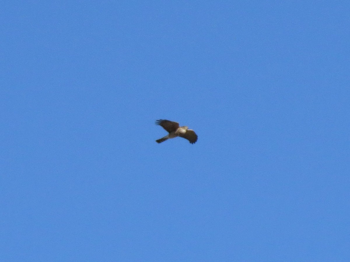 Sharp-shinned Hawk - Kate Atkins