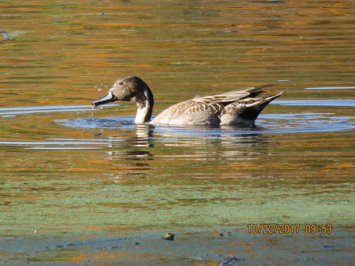 Northern Pintail - ML72677681