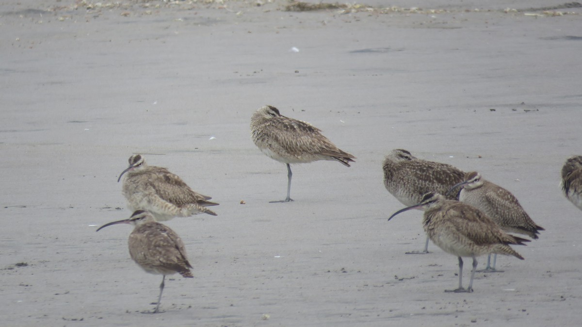 Whimbrel - David  Samata Flores