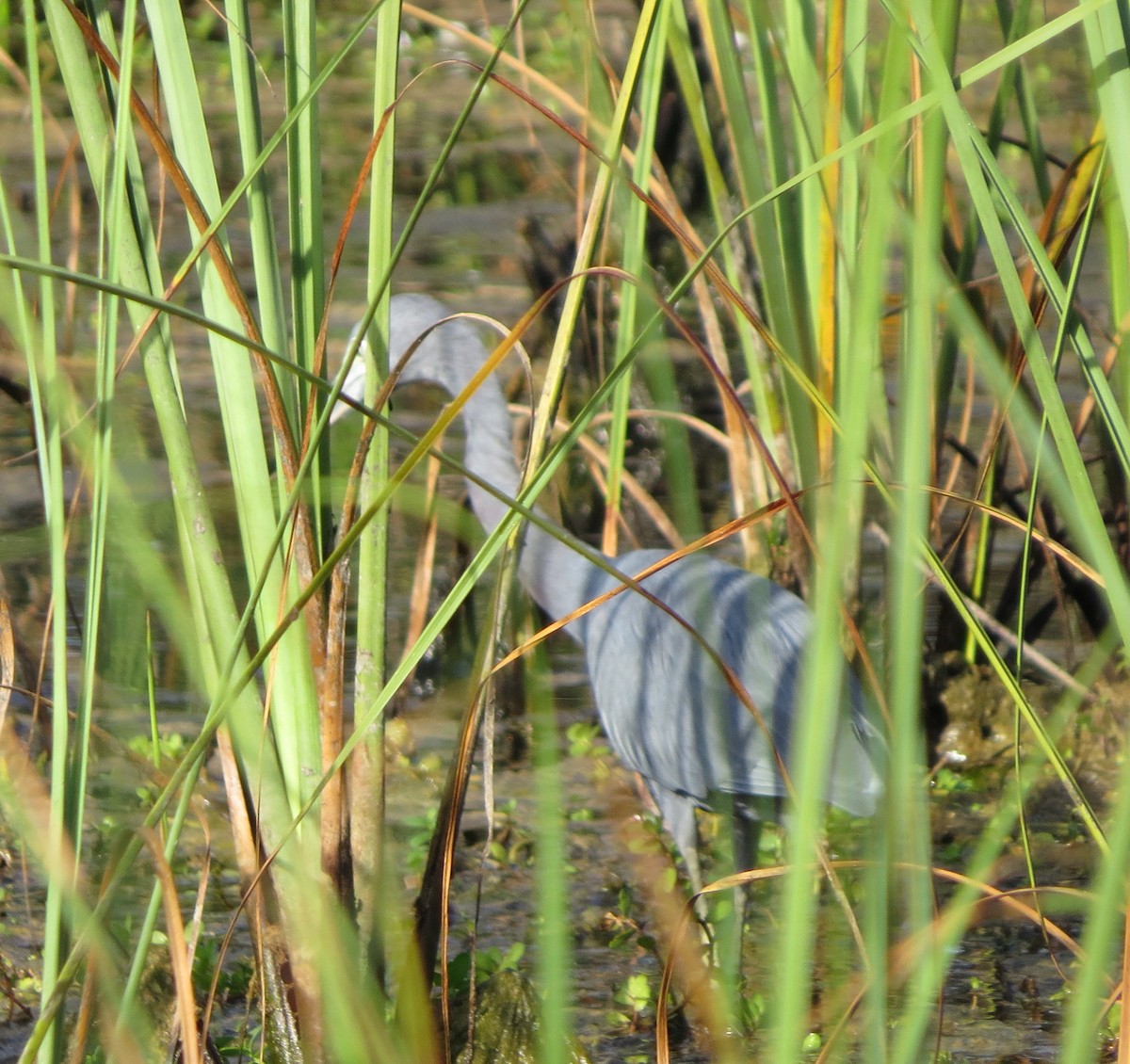 Little Blue Heron - ML72679491