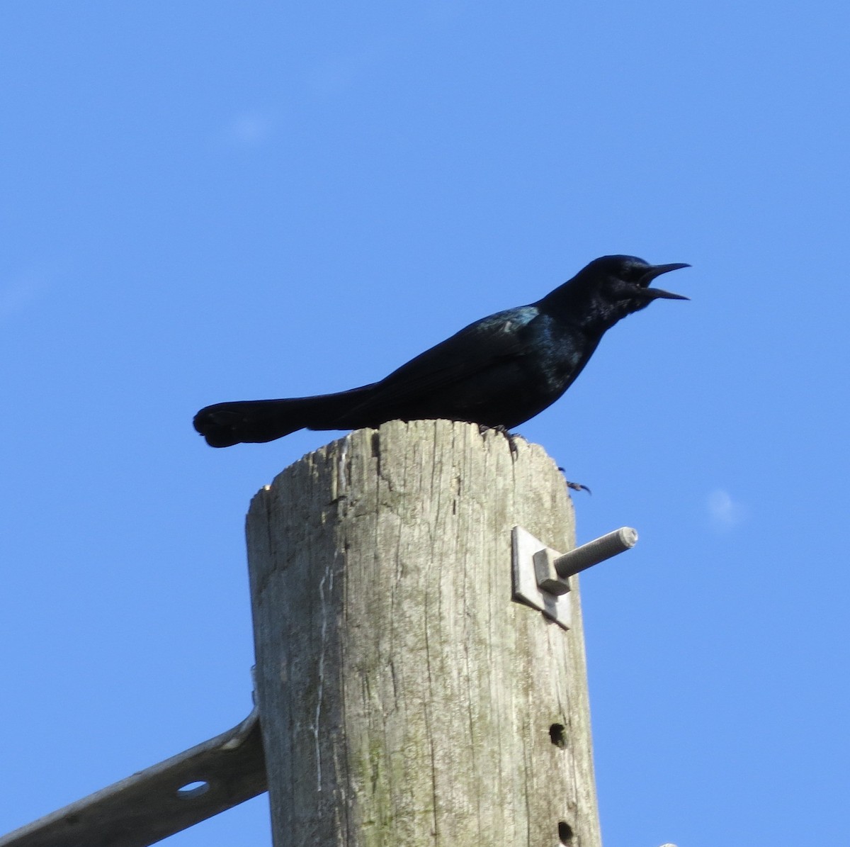 Boat-tailed Grackle - ML72679541