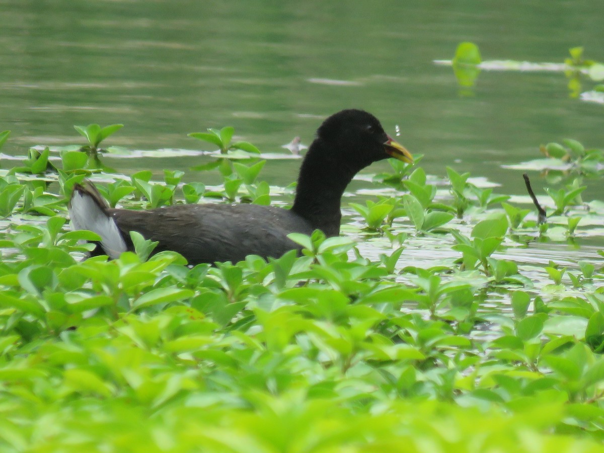 Red-fronted Coot - David  Samata Flores