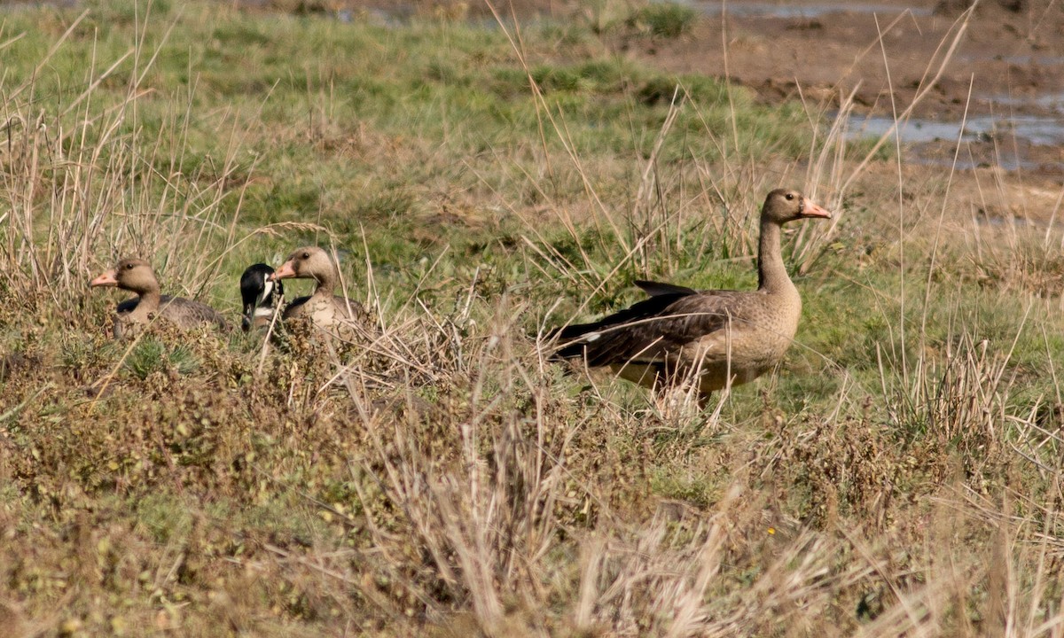 Greater White-fronted Goose (Western) - ML72680091