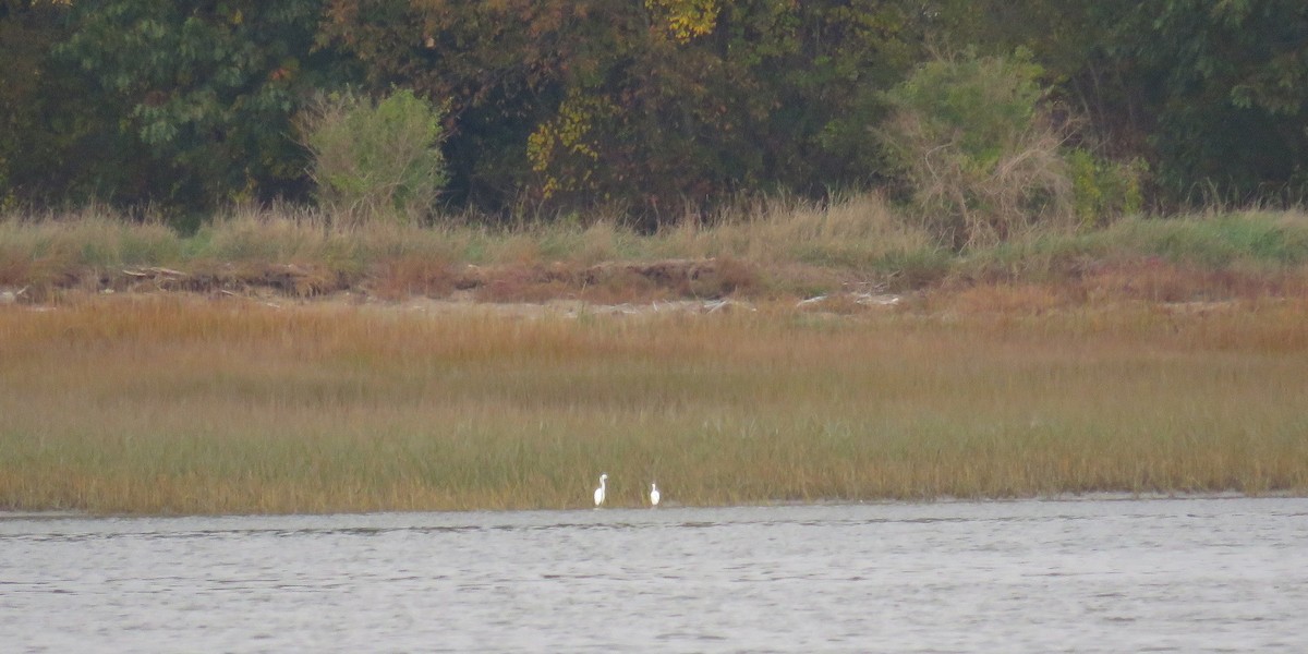 Snowy Egret - ML72680811