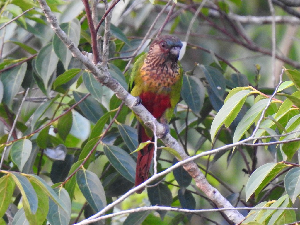 サンタレンウロコインコ（snethlageae） - ML72680981