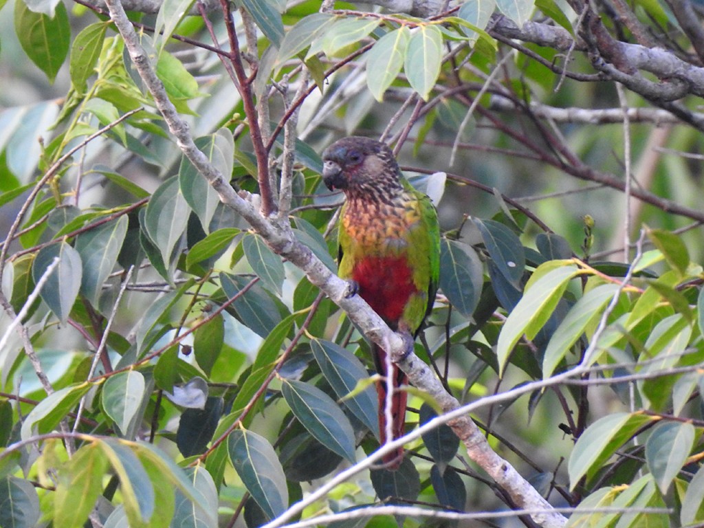 Conure de Hellmayr (snethlageae) - ML72680991