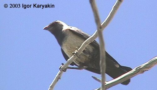 Daurian Jackdaw - ML726813