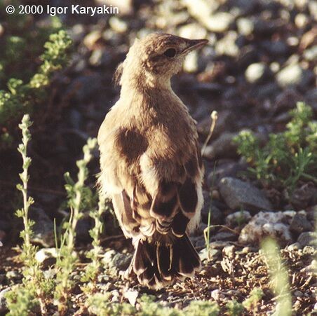 Çöl Kuyrukkakanı - ML726815