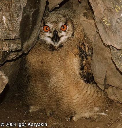 Eurasian Eagle-Owl - Igor Karyakin