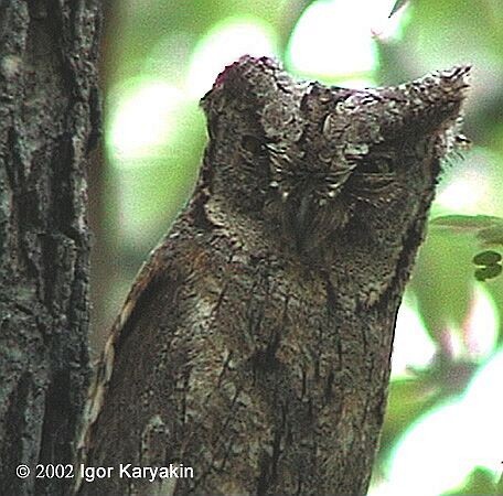 Eurasian Scops-Owl - Igor Karyakin