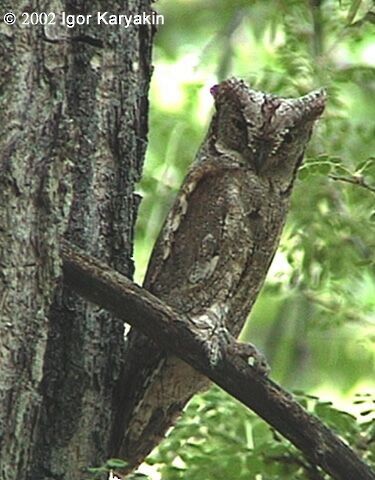 Eurasian Scops-Owl - Igor Karyakin