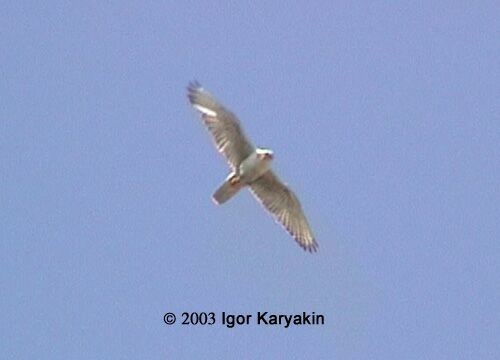 Saker Falcon - Igor Karyakin